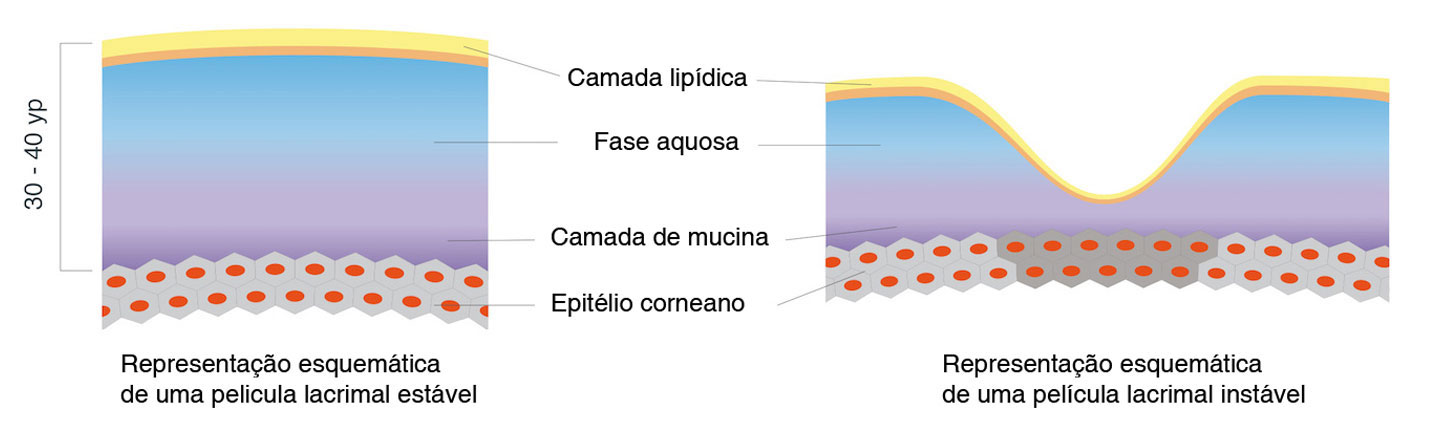 Esquema da pelicula lacrimal